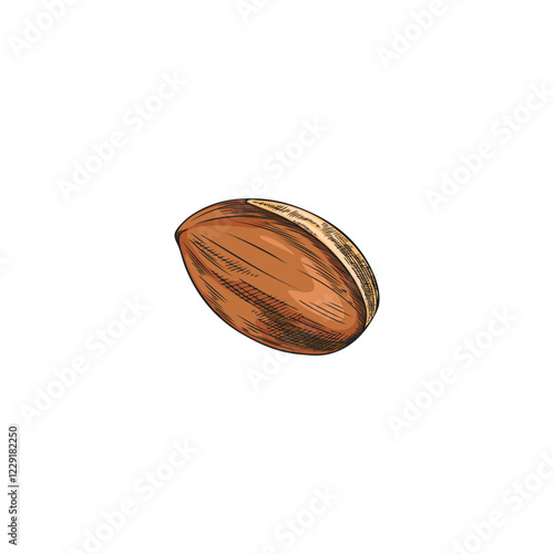 Vector watercolor illustration of hand drawn argan tree fruit.