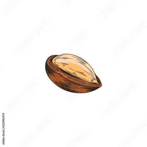 Argan tree nut with open shell sketch, vector hand drawn cosmetic and medical plant, natural oil stone fruit almond seed