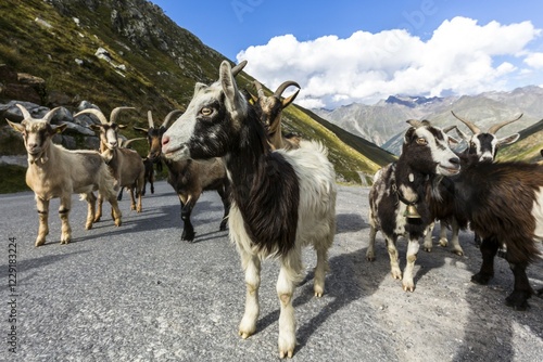 Goats on the Ötztal glacial road, Ötztal, Tyrol, Austria, Europe photo