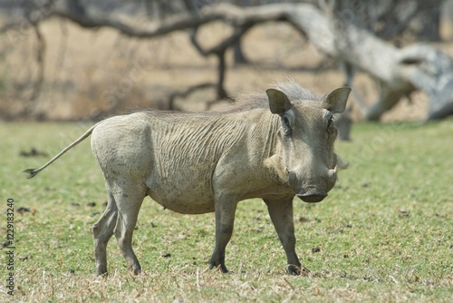 Warthog (Phacochoerus africanus), Okapuka Ranch, Windhoek district, Namibia, Africa photo