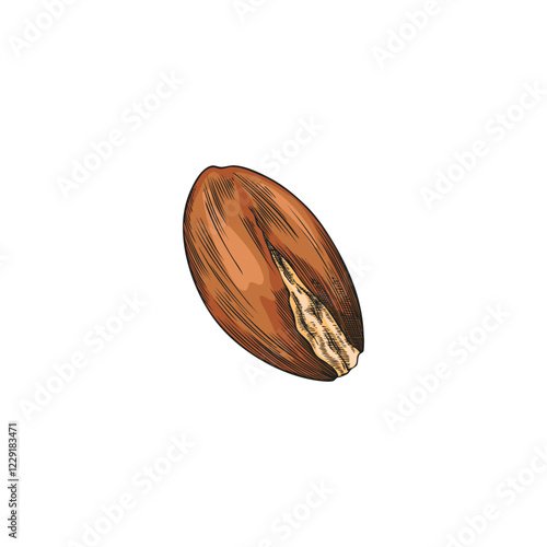 Watercolor illustration of hand drawn argan tree nut.