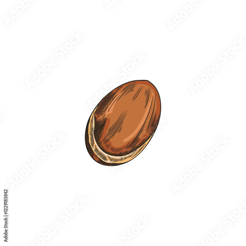 Vector hand drawn watercolor illustration of argan nut.