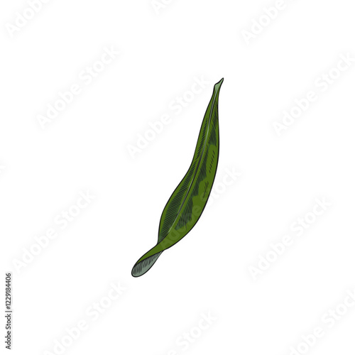 Vector watercolor illustration of hand drawn green leaf of argan tree.