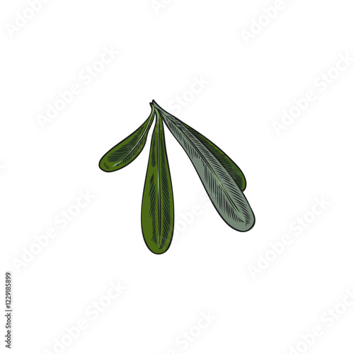 Vector illustration of a branch of green argan leaves in watercolor outline style.