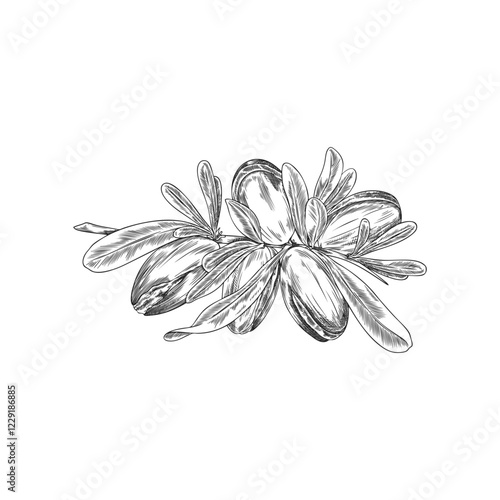 Argan tree branch with leaves and nuts engraved sketch, vector hand drawn natural oil stone fruit, medical plant