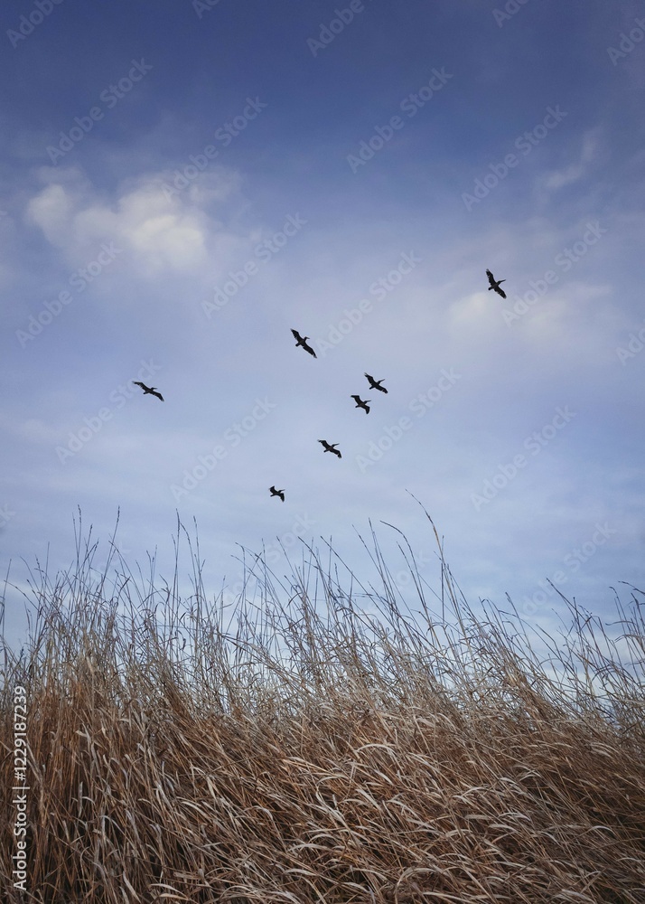 Flock of migratory birds flying over over a meadow with dry grass. Late autumnal scene, vertical shot in the nature with a blue sky background Flock of migratory birds flying over over a meadow with dry grass. Late autumnal scene, vertical shot in the nature with a blue sky background
