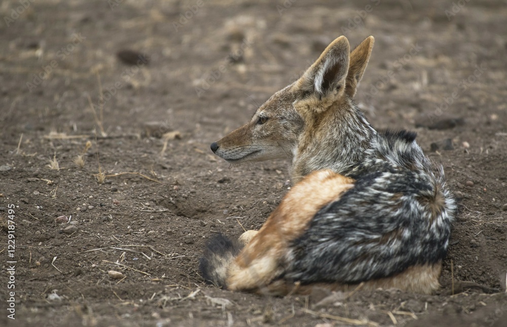 Obraz premium Black-backed jackal (Canis mesomelas) sits on the ground, Mashatu Game Reserve, Tuli Block, Botswana, Africa