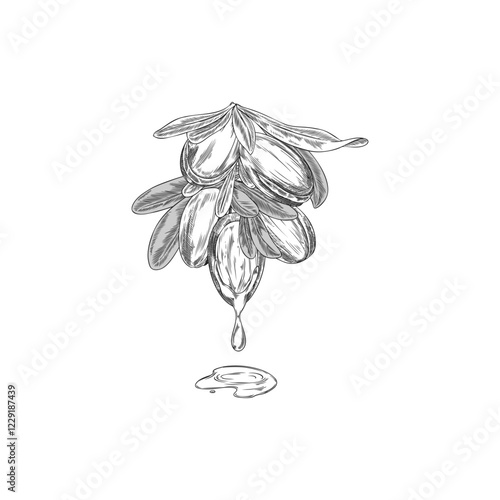 Black and white vector of argan nut on branch with leaves and oil drop.