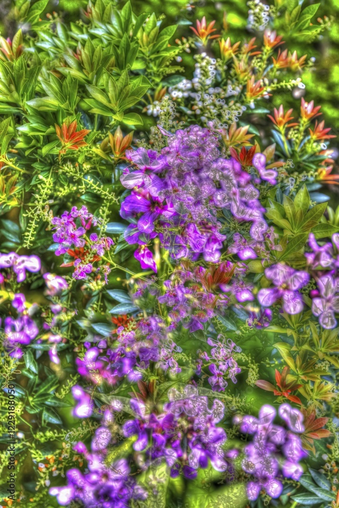 Obraz premium Oilpainting-like shot, diverse, purple flowers creative, different plants mixed, artistic shot, purple flowers alienated, plants, impressionistic art style, lively spring atmosphere, allover, alienation, dense flower field, shade bells (Pieris), green leaves, carpet of flowers, sea of flowers, garden, bed, plants, Germany, Europe