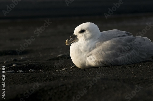 Northern Fulmar (Fulmarus glacialis) photo