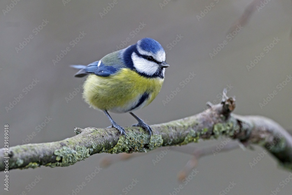 Fototapeta premium Blue tit (Cyanistes caeruleus) sits on branch, Germany, Europe