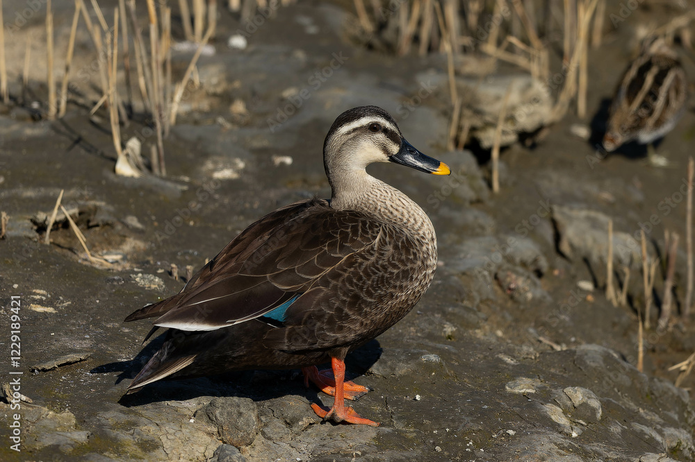 泥の塊の上に立つカルガモ