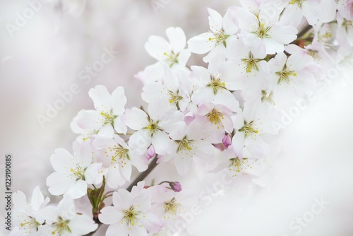 Wallpaper Mural Blossoms, Japanese cherry (Prunus serrulata), Emsland, Lower Saxony, Germany, Europe Torontodigital.ca