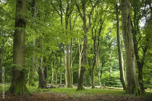 Картината върху платно Beech primeval forest with deadwood, Jasmund National Park, Island of Rügen, Mec