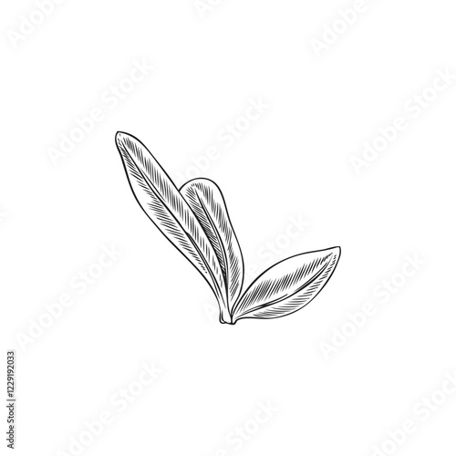 Argan tree leaves bunch engraved sketch, vector hand drawn floral design element, garden foliage, tea herb medical plant