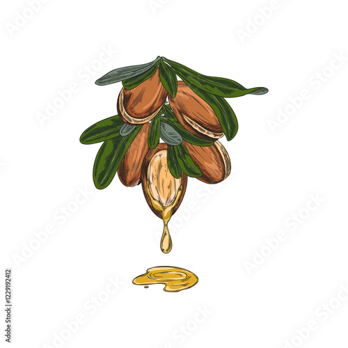 Argan leaves and nuts, open fruit oil drops sketch, vector hand drawn medical plant, natural essential oil stone fruit