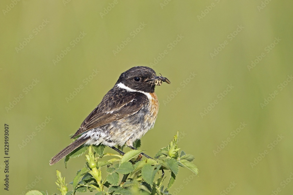 Fototapeta premium African stonechat (Saxicola rubicola), male with a cross spider, Burgenland, Austria, Europe