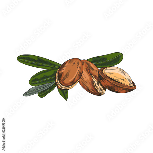 Argan leaves and nuts sketch vector illustration, hand drawn cosmetic and medical plant, natural essential oil fruit