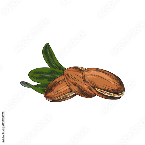 Argan tree nuts with leaves, Vector hand drawn watercolor illustration.
