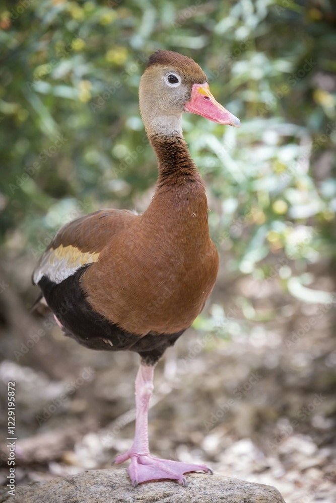 Obraz premium Black-bellied Whistling Duck (Dendrocygna autumnalis) stands on one leg, Tucson, Arizona, USA, North America