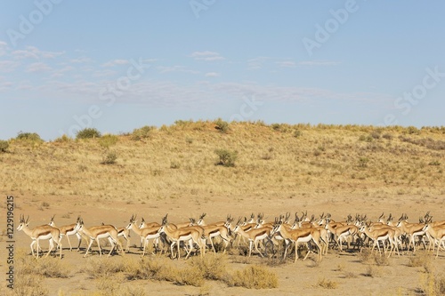 Springboks (Antidorcas marsupialis), herd in the dry Nossob riverbed, Kalahari Desert, Kgalagadi Transfrontier Park, South Africa, Africa photo