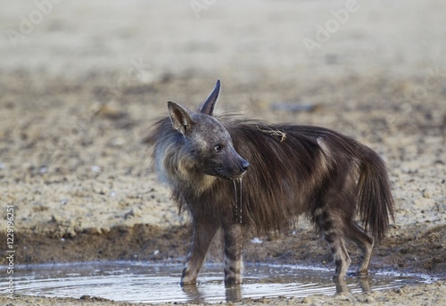 brown hyena (Hyaena brunnea) at a waterhole, Kalahari Desert, Kgalagadi Transfrontier Park, South Africa, Africa photo