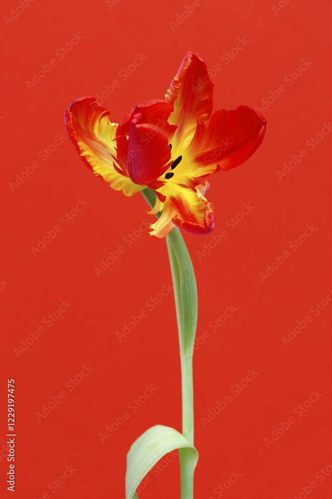 Obraz premium Tulip (Tulipa), Parrot Tulip, orange flower