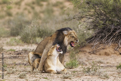 Black-maned lions (Panthera leo vernayi), fairly old animal pair mating, Kalahari Desert, Kgalagadi Transfrontier Park, South Africa, Africa