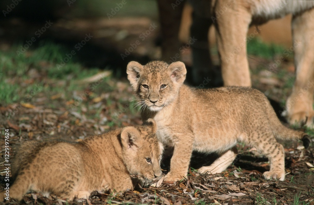 Obraz premium African Lion, cubs (Panthera leo)