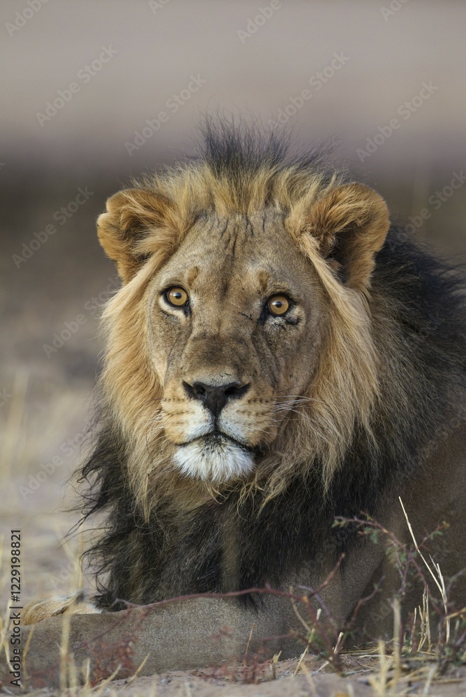 Black-maned lion (Panthera leo vernayi), male, resting, Kalahari Desert, Kgalagadi Transfrontier Park, South Africa, Africa Black-maned lion (Panthera leo vernayi), male, resting, Kalahari Desert, Kgalagadi Transfrontier Park, South Africa, Africa
