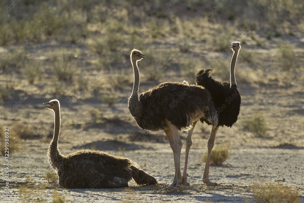 Naklejka premium Ostriches (Struthio camelus), three females, resting, Kalahari Desert, Kgalagadi Transfrontier Park, South Africa, Africa