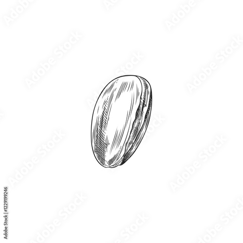 Argan tree nut engraved sketch, vector hand drawn cosmetic and medical plant, natural essential oil fruit, almond seed