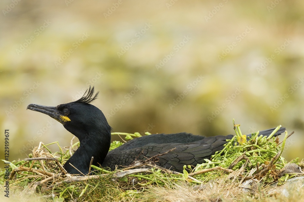 Fototapeta premium European Shag (Phalacrocorax aristotelis), Farne Islands, Northumberland, England, United Kingdom, Europe