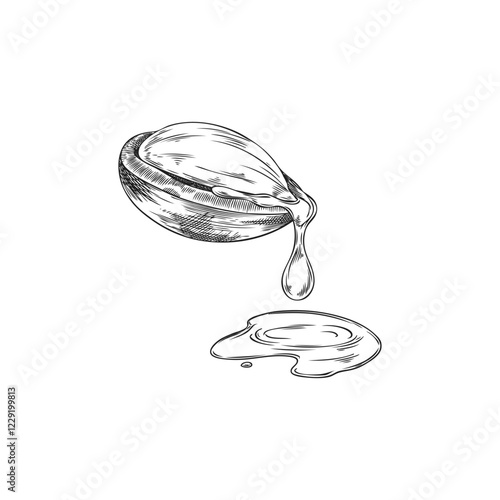 Argan tree open nut with oil drops engraved sketch, vector hand drawn natural essential dripping oil fruit, organic food