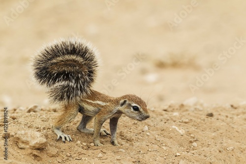 Photos Cape Ground Squirrel (Xerus inauris), young, Kalahari Desert, Kgalagadi Transfro