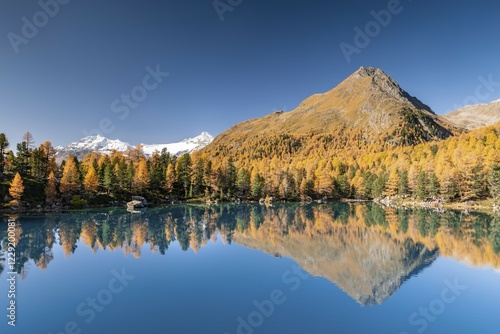 Autumn larch forest reflected in Lago di Saoseao, Piz Varuna and Piz Palü at the back, Engadin, Canton Graubünden, Switzerland, Europe photo