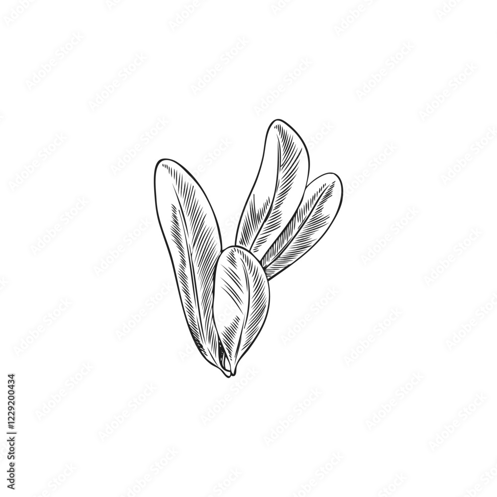 Monochrome sketch of argan leaves in outline style, hand drawn. Monochrome sketch of argan leaves in outline style, hand drawn.