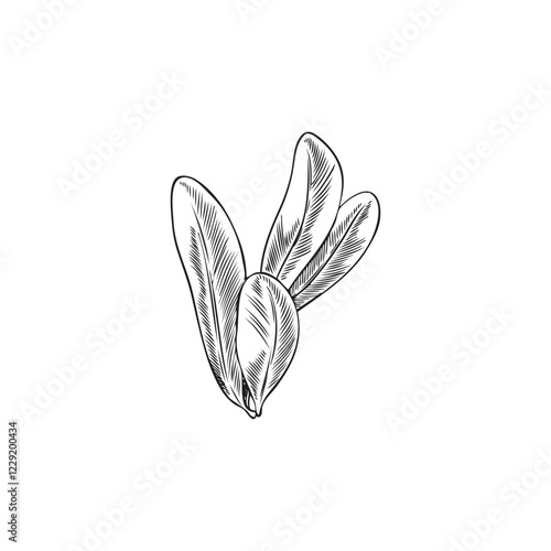 Monochrome sketch of argan leaves in outline style, hand drawn.