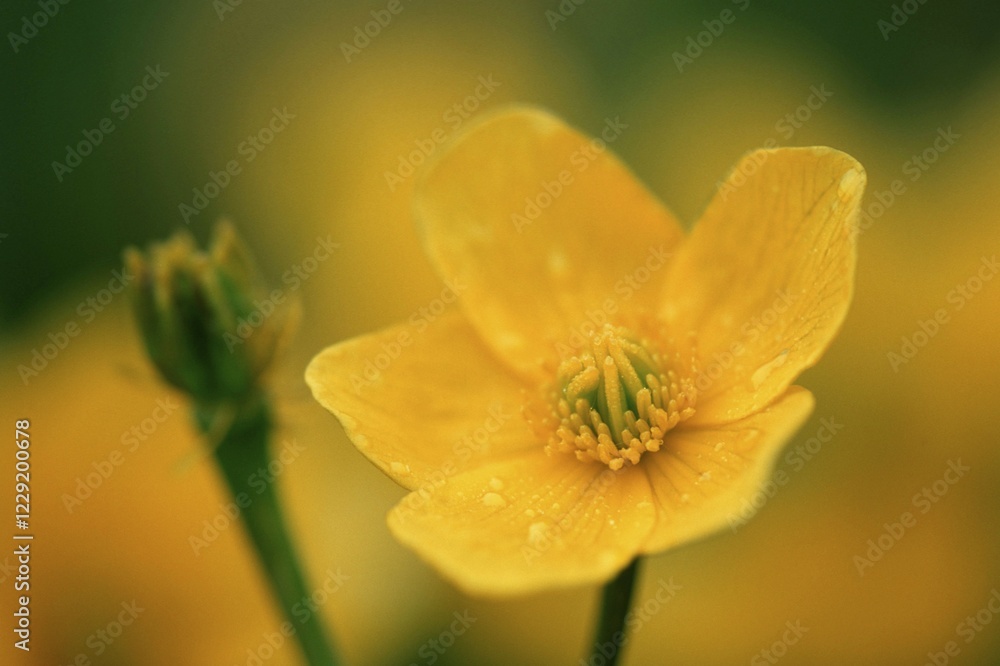 Marsh Marigold, Baden-Wurttemberg, Germany, Europe Marsh Marigold, Baden-Wurttemberg, Germany, Europe