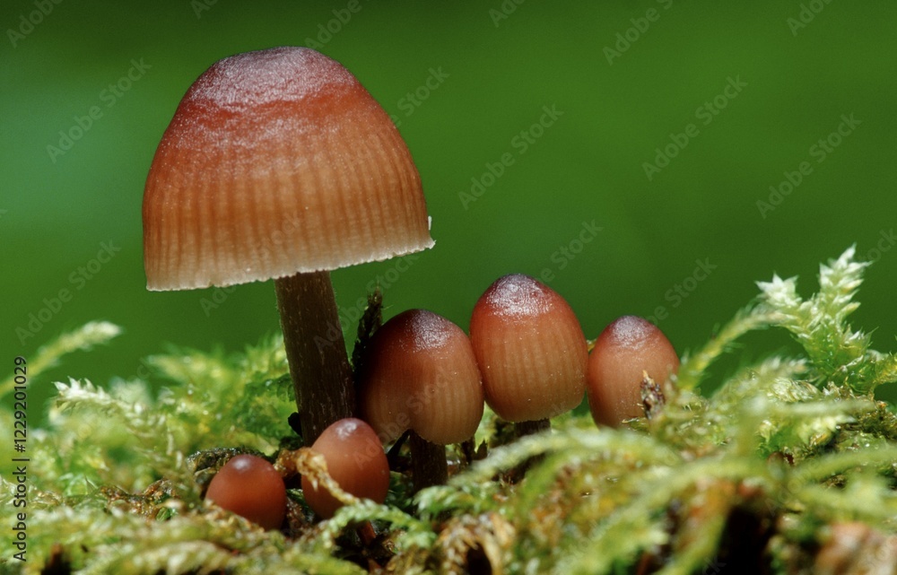 Mycena, Baden-Wurttemberg, Germany / (Mycena haematopus) Mycena, Baden-Wurttemberg, Germany / (Mycena haematopus)
