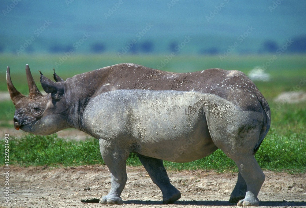 Obraz premium Black Rhinoceros, Ngoro-ngoro Crater, Tanzania / (Diceros bicornis) / side