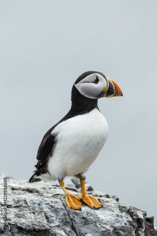Fototapeta premium Puffin (Fratercula arctica), Farne Islands, Northumberland, England, United Kingdom, Europe