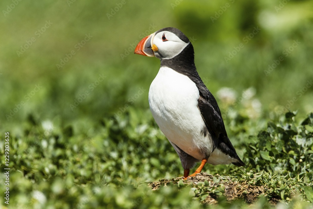 Puffin (Fratercula arctica), Farne Islands, Northumberland, England, United Kingdom, Europe Puffin (Fratercula arctica), Farne Islands, Northumberland, England, United Kingdom, Europe
