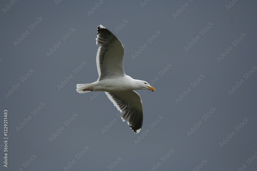 Obraz premium Flying Larus fuscus on the sky from iceland