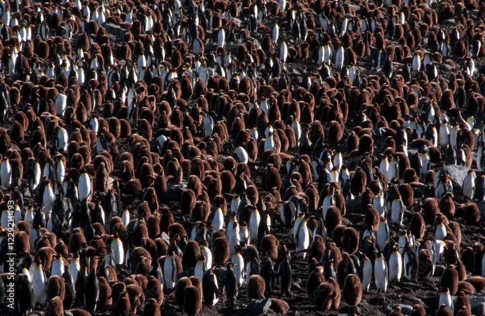 Obraz premium King Penguin colony, St. Andrews Bay, South Georgia / (Aptenodytes patagonica)