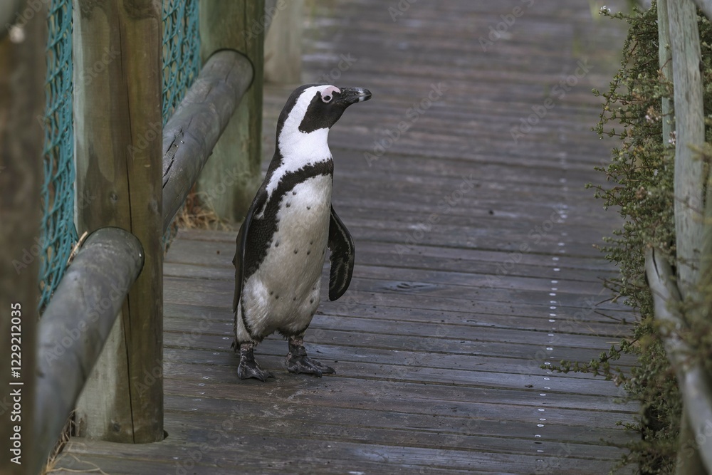 Obraz premium Black footed penguin (Spheniscus demersus) on wooden bridge, Bouldersbeach, Simonstown, Western Cape Province, South Africa, Africa