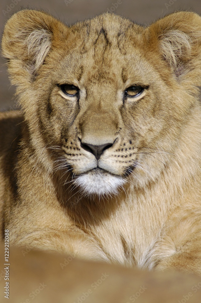 Young African Lion (Panthera leo) Young African Lion (Panthera leo)