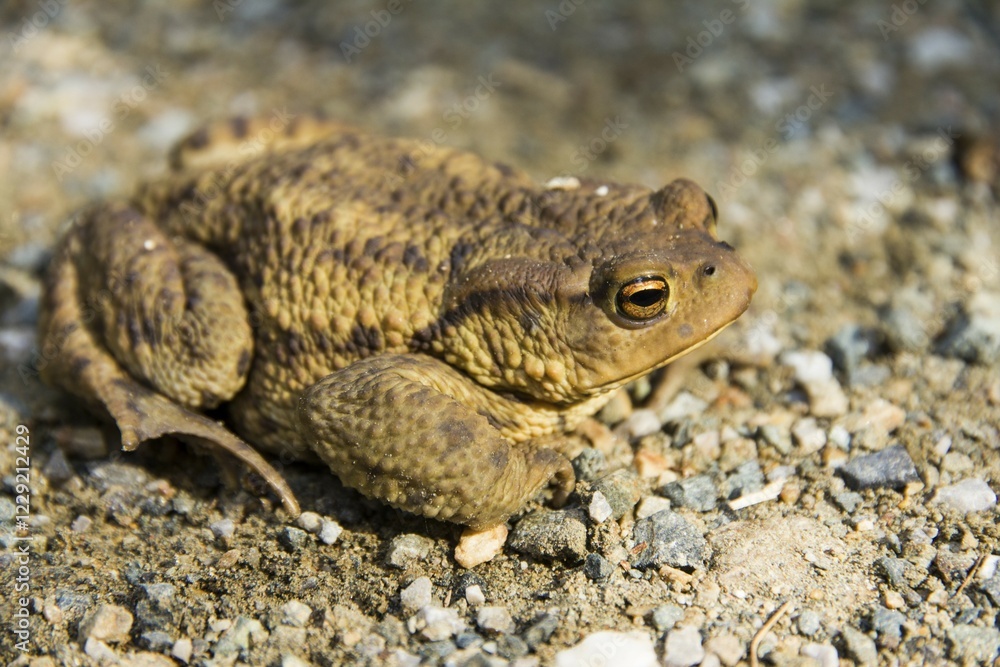 Common toad (Bufo bufo) on ground, Styria, Austria, Europe Common toad (Bufo bufo) on ground, Styria, Austria, Europe
