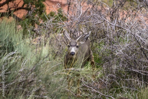 Mule deer (Odocoileus hemionus), young buck in scrub, Bright Angel Trail, South Rim, Grand Canyon National Park, Arizona, USA, North America photo