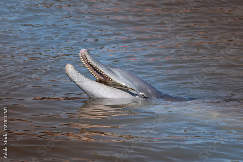 Dolphins eating a fish